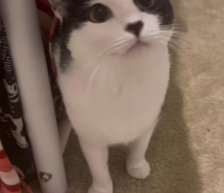 Enlarge Cookie, a Adoptable Domestic Short Hair in Virginia Beach, VA image 3/6