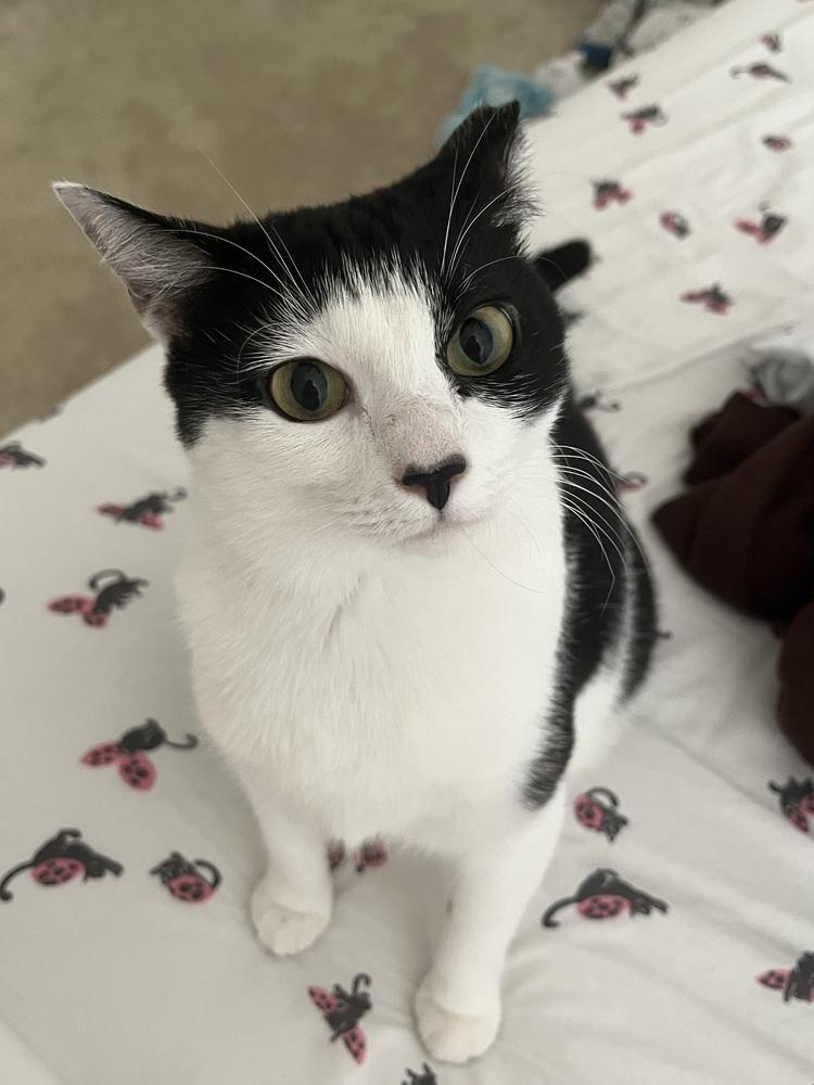 Enlarge Cookie, a Adoptable Domestic Short Hair in Virginia Beach, VA image 4/6