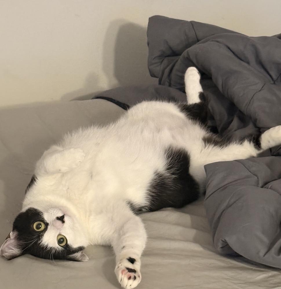 Enlarge Cookie, a Adoptable Domestic Short Hair in Virginia Beach, VA image 5/6