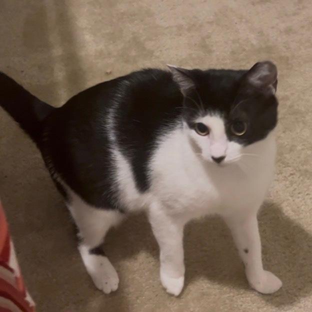 Enlarge Cookie, a Adoptable Domestic Short Hair in Virginia Beach, VA image 6/6