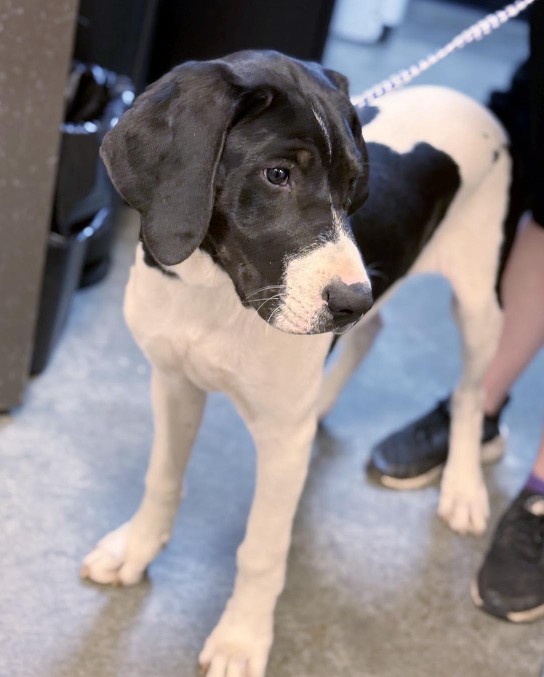 Enlarge Tucker is a treasure!  Housebroken INCREDIBLE!  Sweet as sugar!, a Adoptable mixed breed in Bedford Hills, NY image 2/6