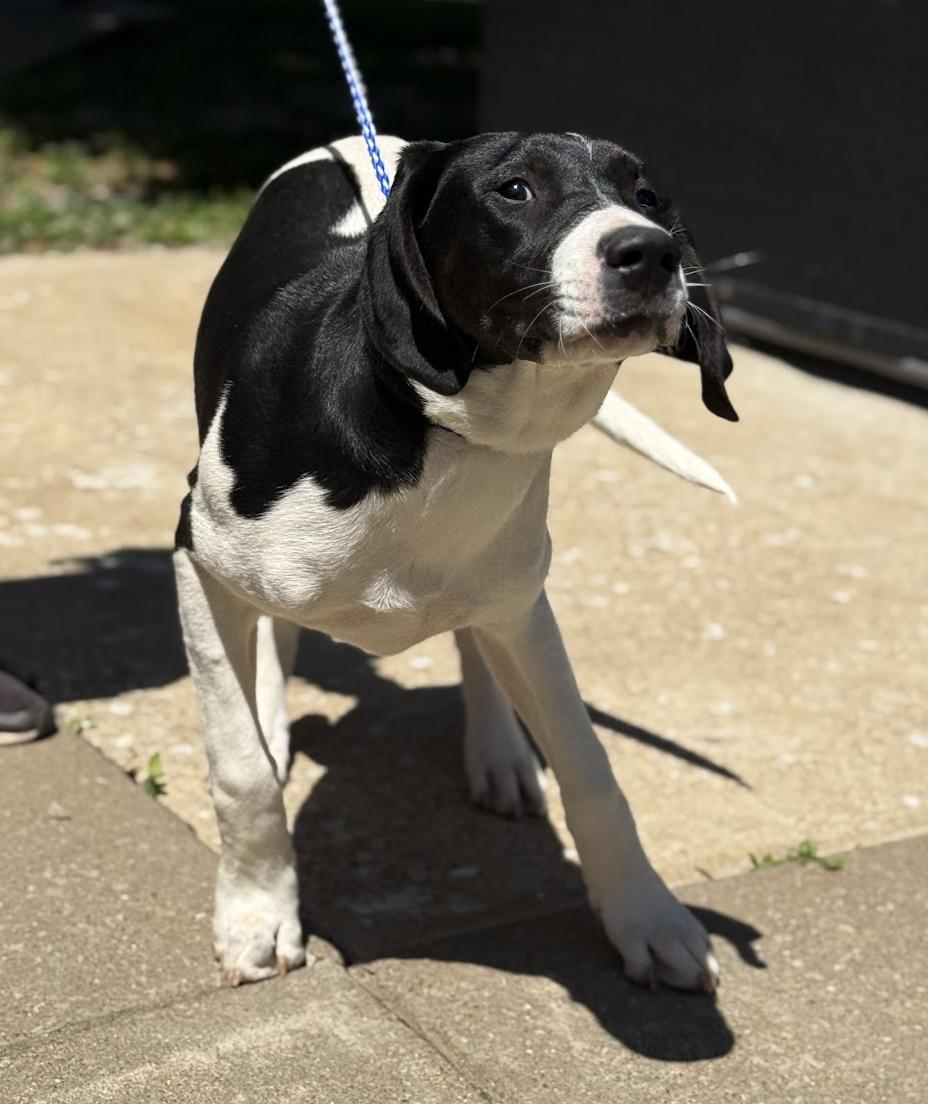 Enlarge Tucker is a treasure!  Housebroken INCREDIBLE!  Sweet as sugar!, a Adoptable mixed breed in Bedford Hills, NY image 3/6