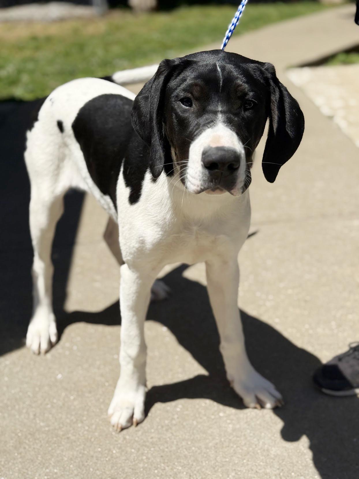 Enlarge Tucker is a treasure!  Housebroken INCREDIBLE!  Sweet as sugar!, a Adoptable mixed breed in Bedford Hills, NY image 4/6