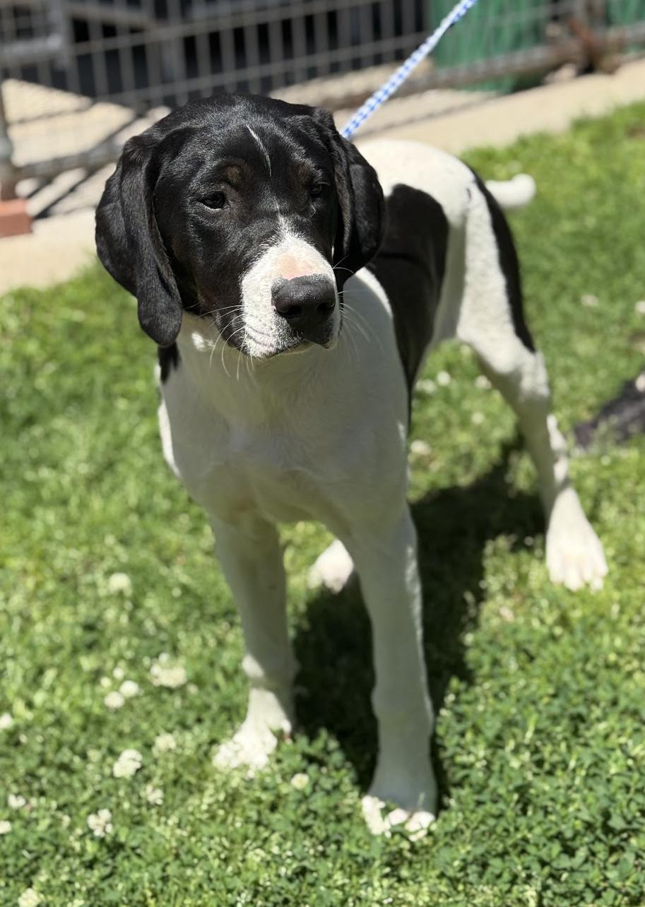 Enlarge Tucker is a treasure!  Housebroken INCREDIBLE!  Sweet as sugar!, a Adoptable mixed breed in Bedford Hills, NY image 6/6