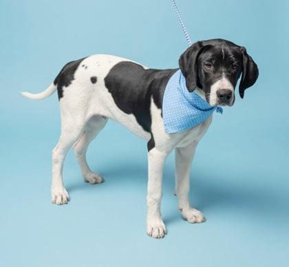 Tucker is a treasure!  Housebroken INCREDIBLE!  Sweet as sugar!, Adoptable, Puppy Male Bloodhound & Treeing Walker Coonhound.