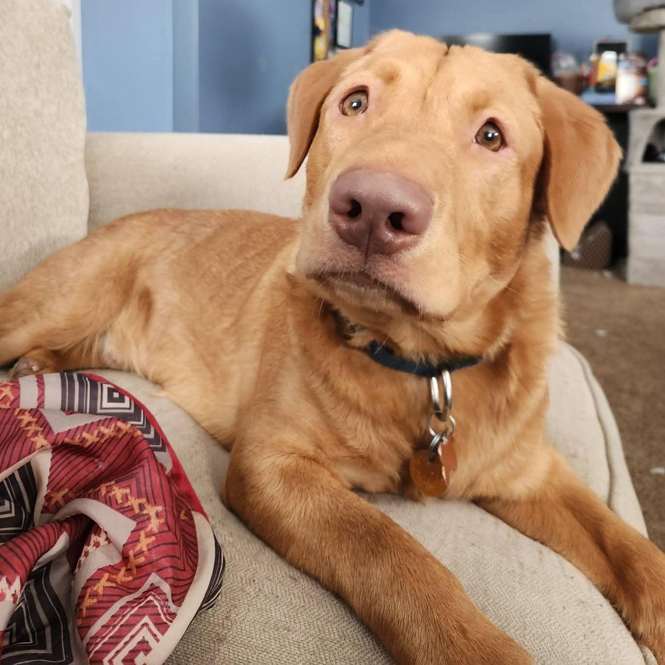 Enlarge Iggy, a ADOPTABLE mixed breed in Normal, IL image 6/6