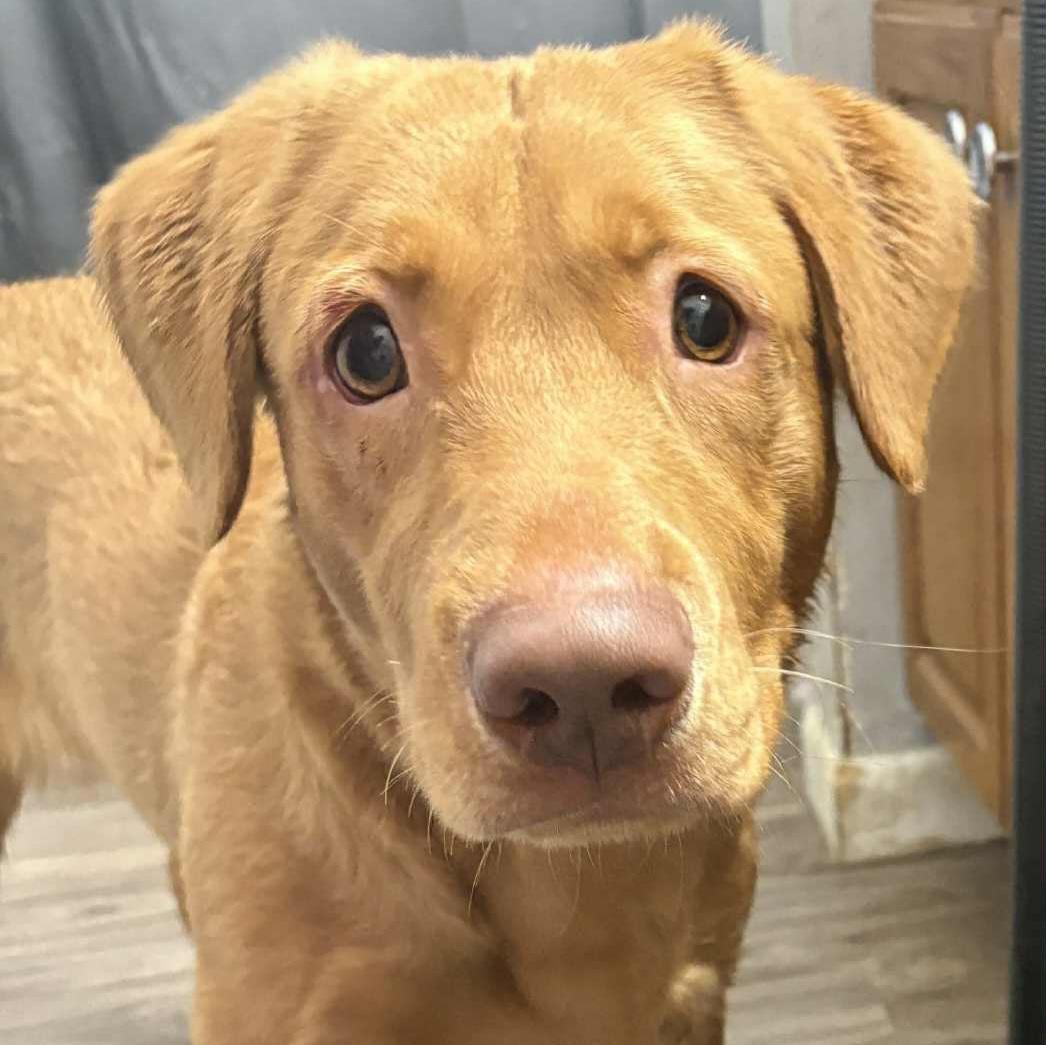 Enlarge Iggy, a ADOPTABLE mixed breed in Normal, IL image 2/6