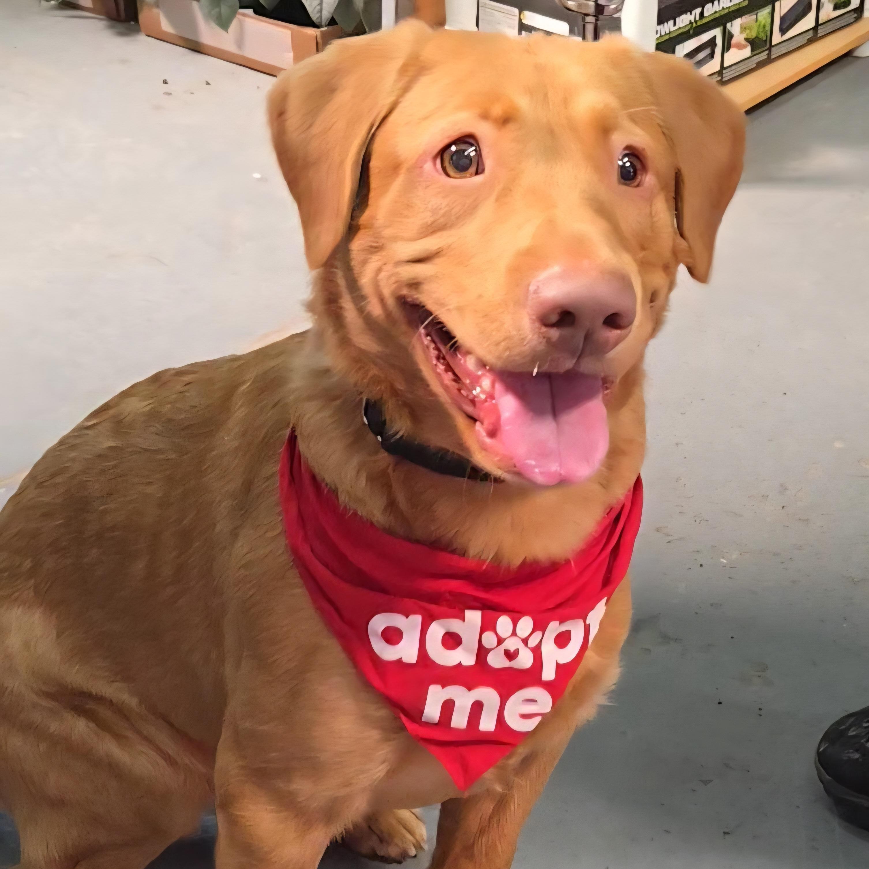 Enlarge Iggy, a ADOPTABLE mixed breed in Normal, IL image 5/6