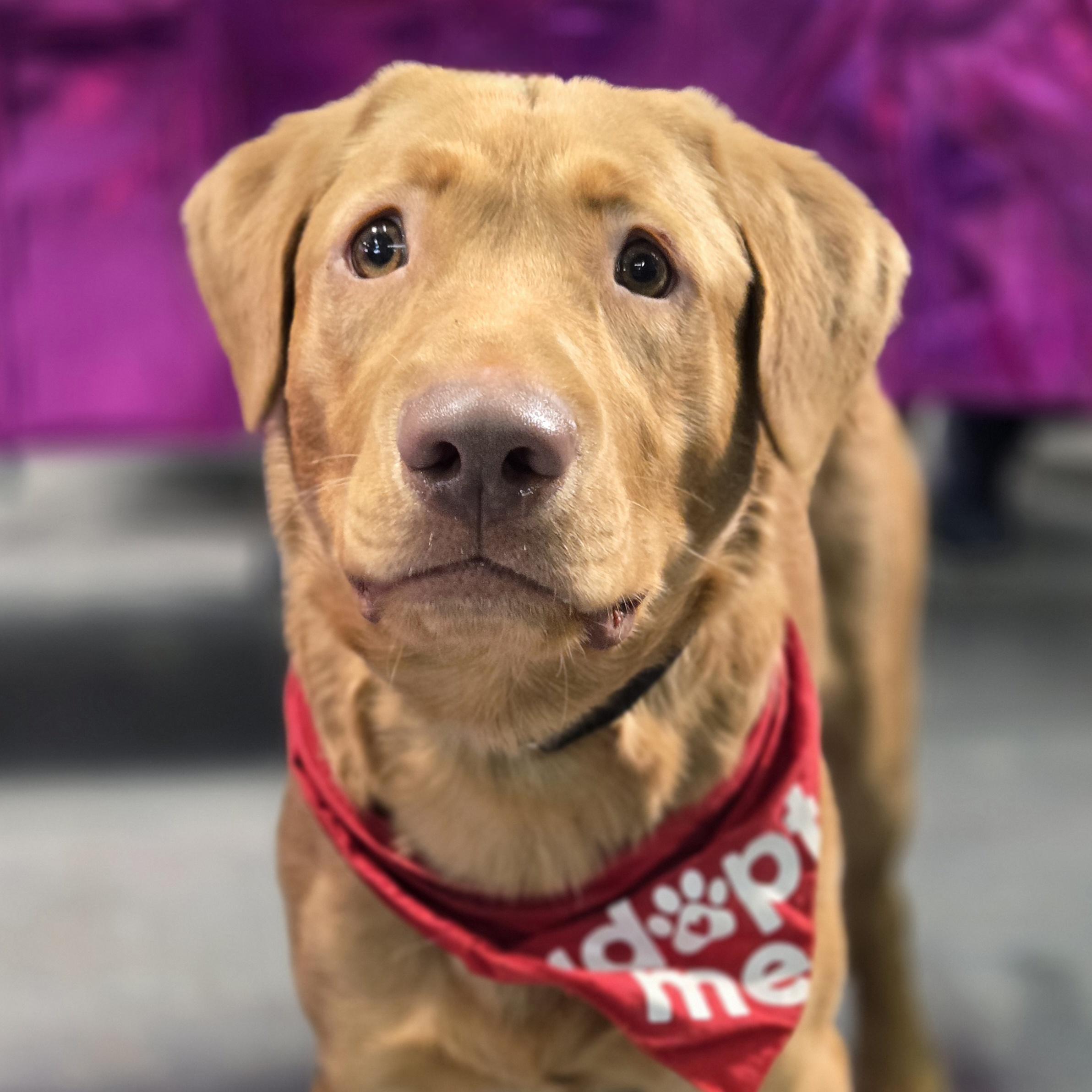 Iggy, ADOPTABLE, Young Male Labrador Retriever.