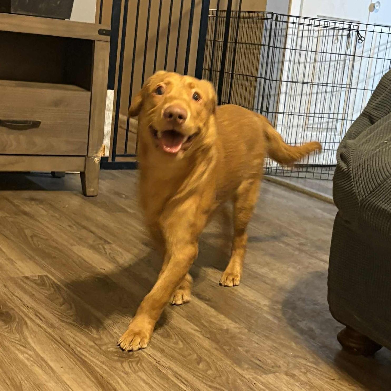 Enlarge Iggy, a ADOPTABLE mixed breed in Normal, IL image 4/6