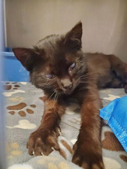Enlarge Wembley, a Adoptable mixed breed in Shawano, WI image 1/2