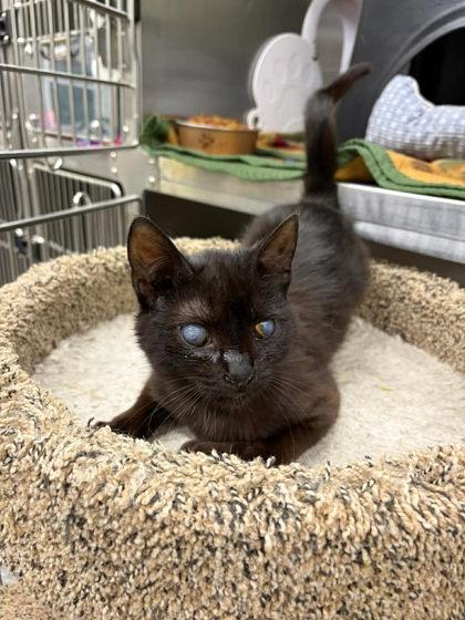 Enlarge Wembley, a Adoptable mixed breed in Shawano, WI image 2/2