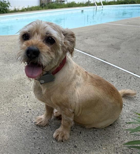 Abu, ADOPTABLE, Senior Male Cairn Terrier.
