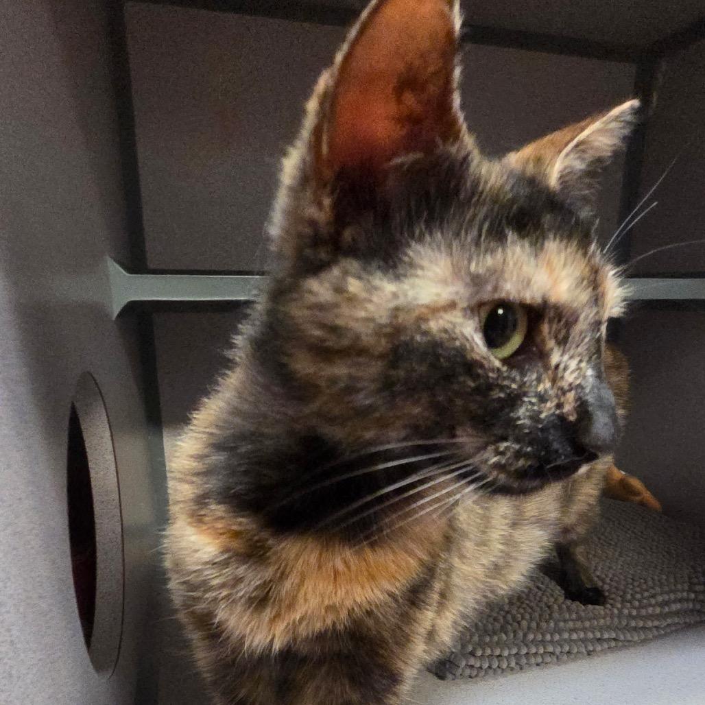 Enlarge Althea, a Adoptable Domestic Short Hair in Port Charlotte, FL image 1/3