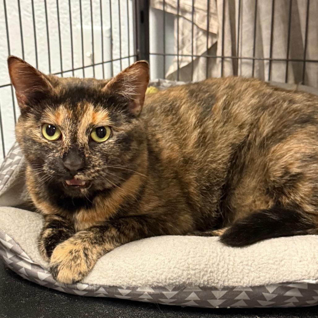 Enlarge Althea, a Adoptable Domestic Short Hair in Port Charlotte, FL image 2/4