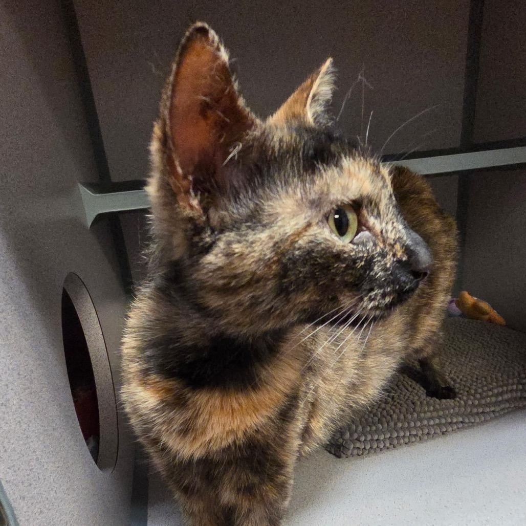 Enlarge Althea, a Adoptable Domestic Short Hair in Port Charlotte, FL image 2/3