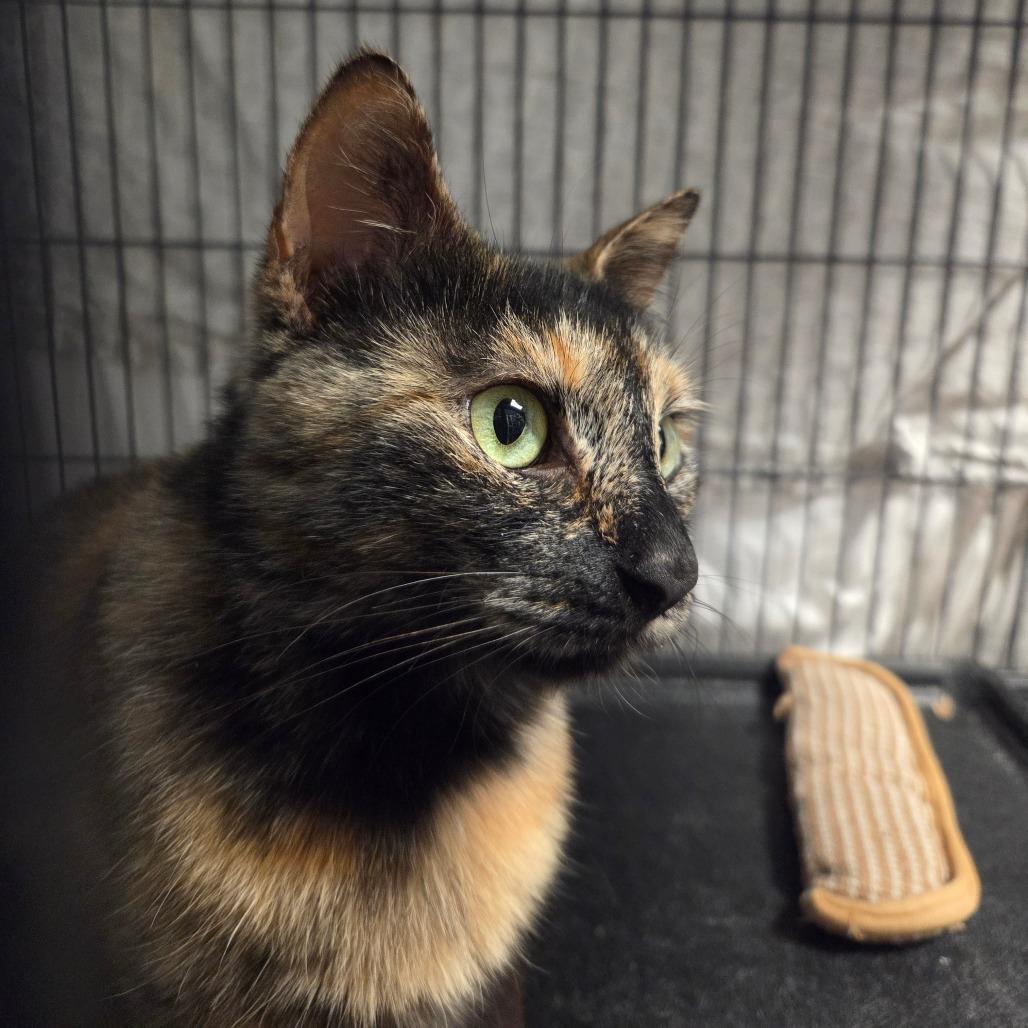 Enlarge Althea, a Adoptable Domestic Short Hair in Port Charlotte, FL image 3/3