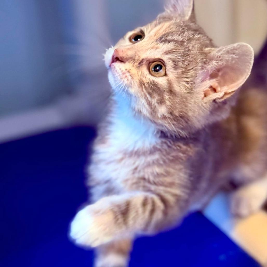 Blair, Adoptable, Kitten Female Domestic Short Hair.