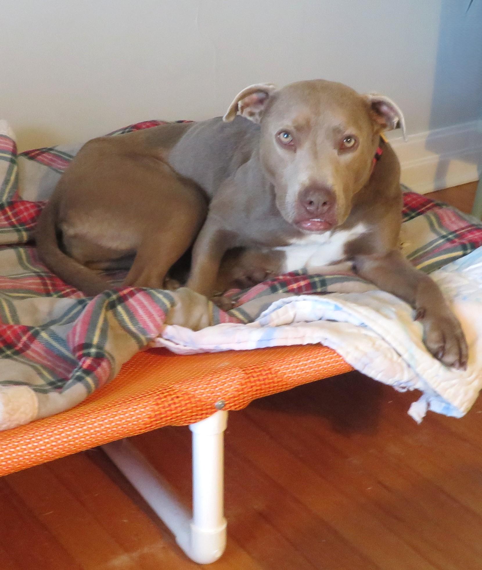 LUCY 469824 SweetSmile!HousebrokenCrateTrainedDogDoor, ADOPTABLE, Adult Female Pit Bull Terrier.