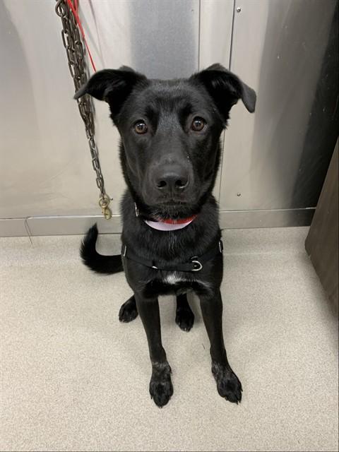 AURORA, Adoptable, Young Female German Shepherd Dog & Labrador Retriever.