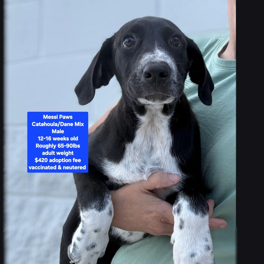 Messi Paws, adopted, Puppy Male Catahoula Leopard Dog & Great Dane.