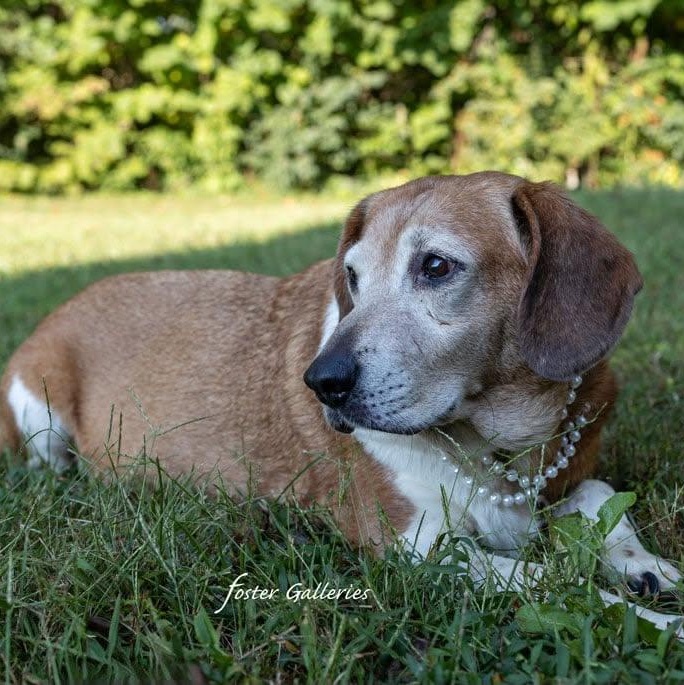 Enlarge Molly, a Adoptable Beagle in Greeneville, TN image 2/4