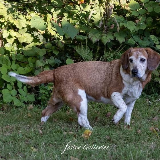 Enlarge Molly, a Adoptable Beagle in Greeneville, TN image 3/4