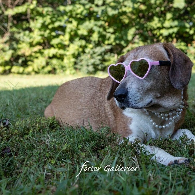 Molly, Adoptable, Senior Female Beagle.