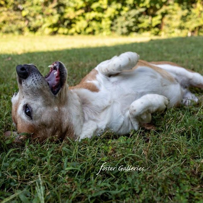 Enlarge Molly, a Adoptable Beagle in Greeneville, TN image 4/4