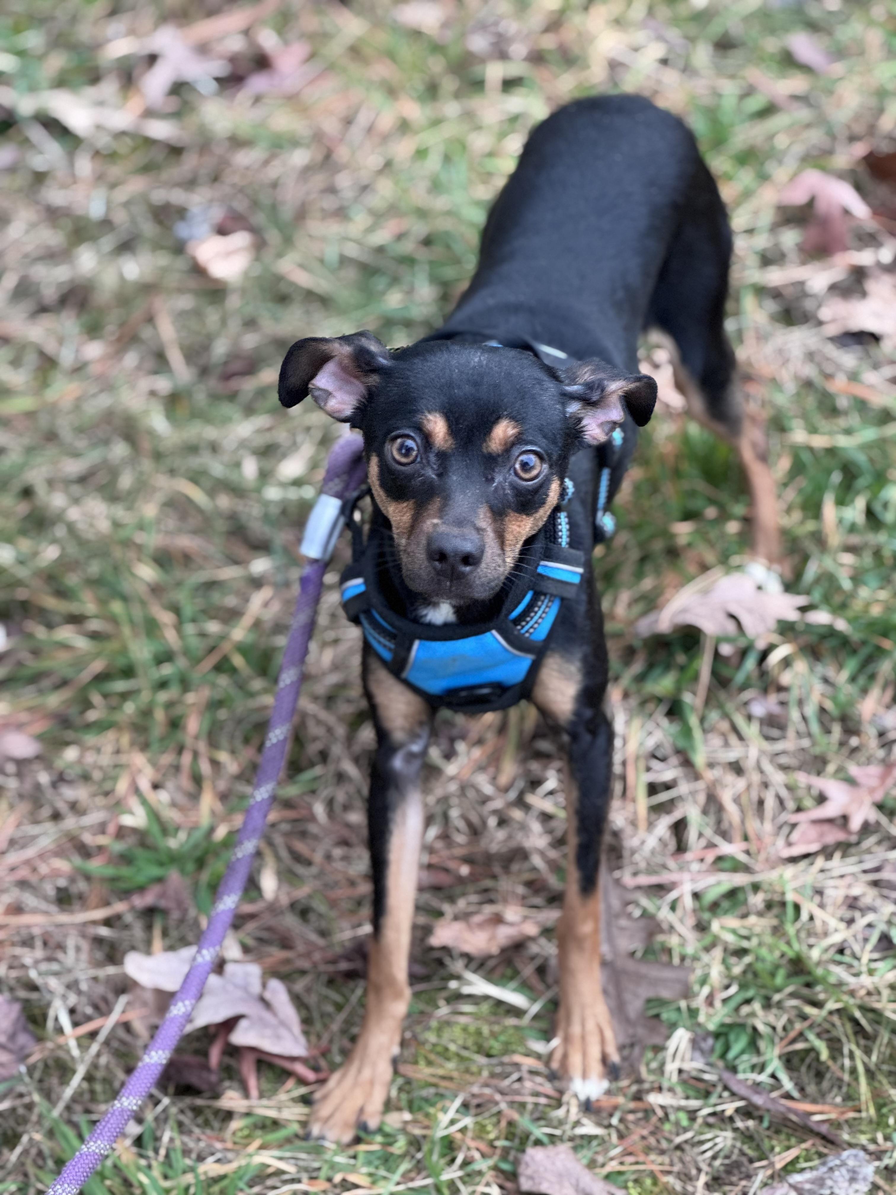 Enlarge Empanada , a ADOPTABLE mixed breed in Fredericksburg, VA image 2/3