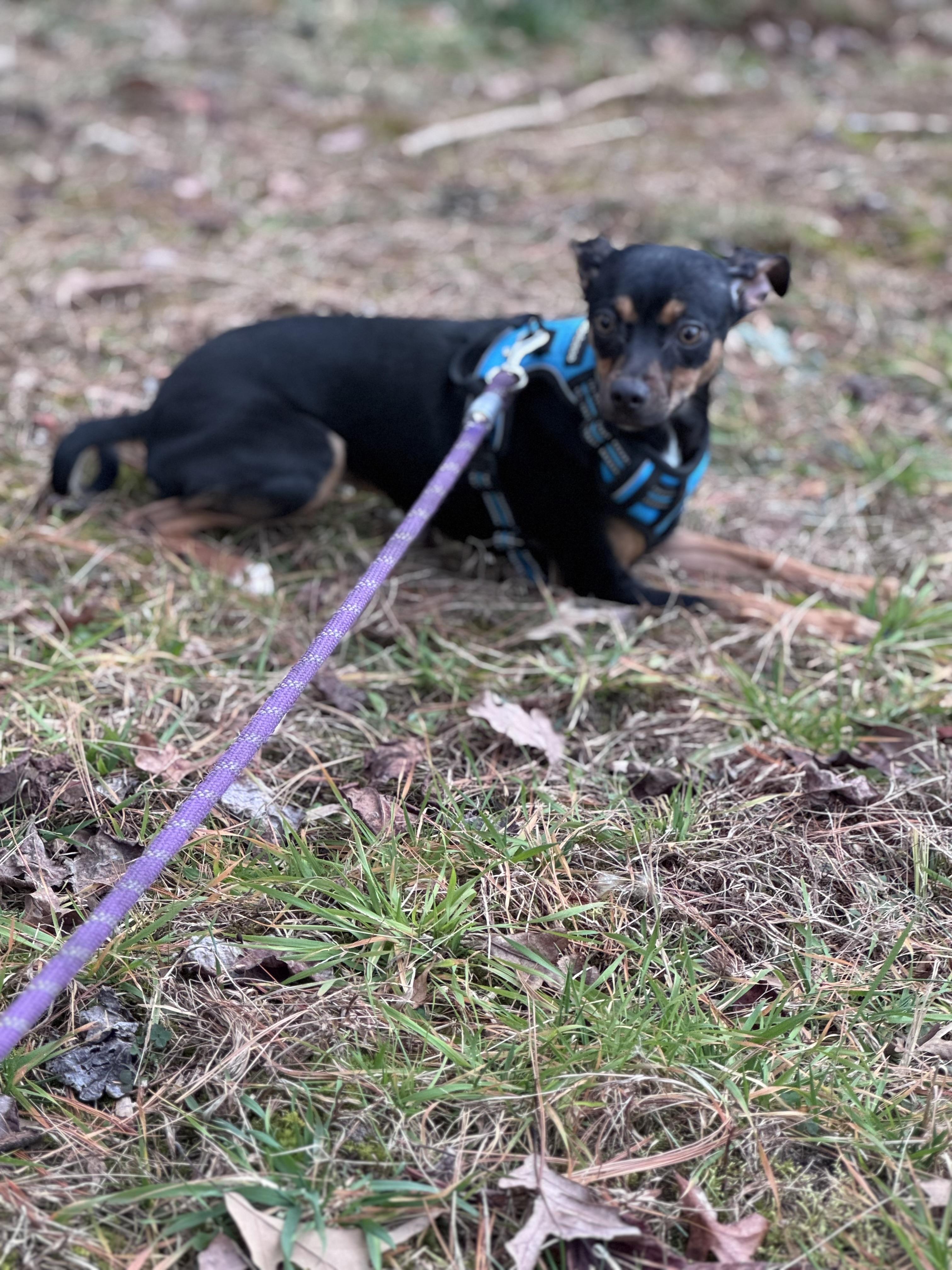 Enlarge Empanada , a ADOPTABLE mixed breed in Fredericksburg, VA image 3/3