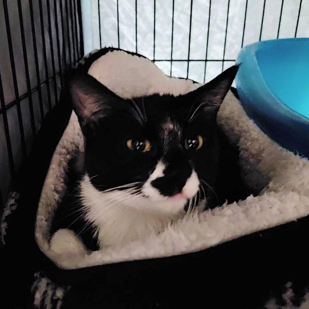 Gypsy (Betty Boop), Adoptable, Young Female Domestic Short Hair.