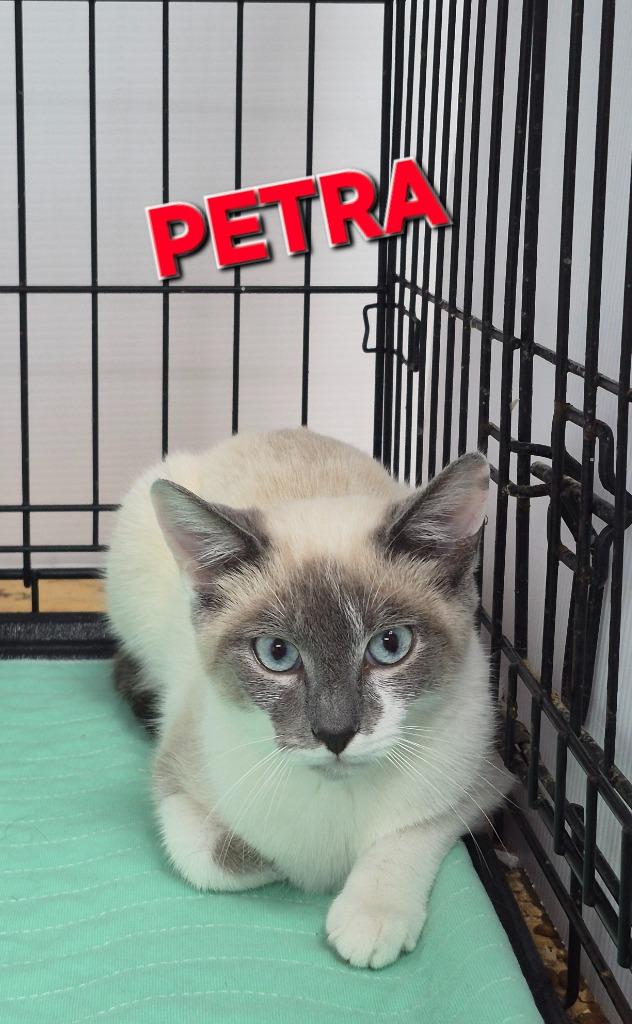 Enlarge Petra, a Adoptable mixed breed in Rome, GA image 1/1