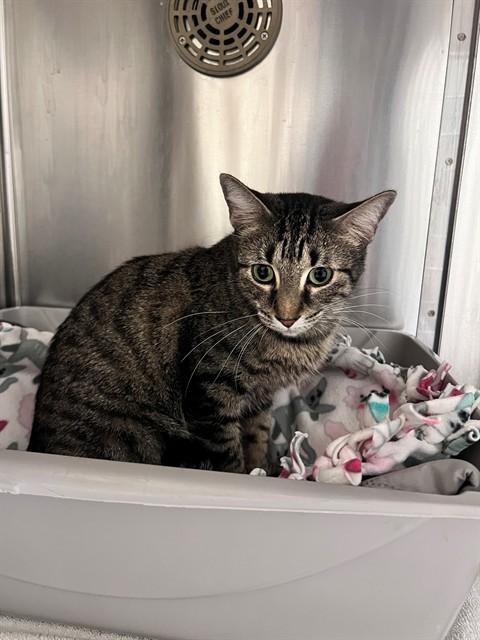 BETTY LOU, Adoptable, Young Female Domestic Short Hair.