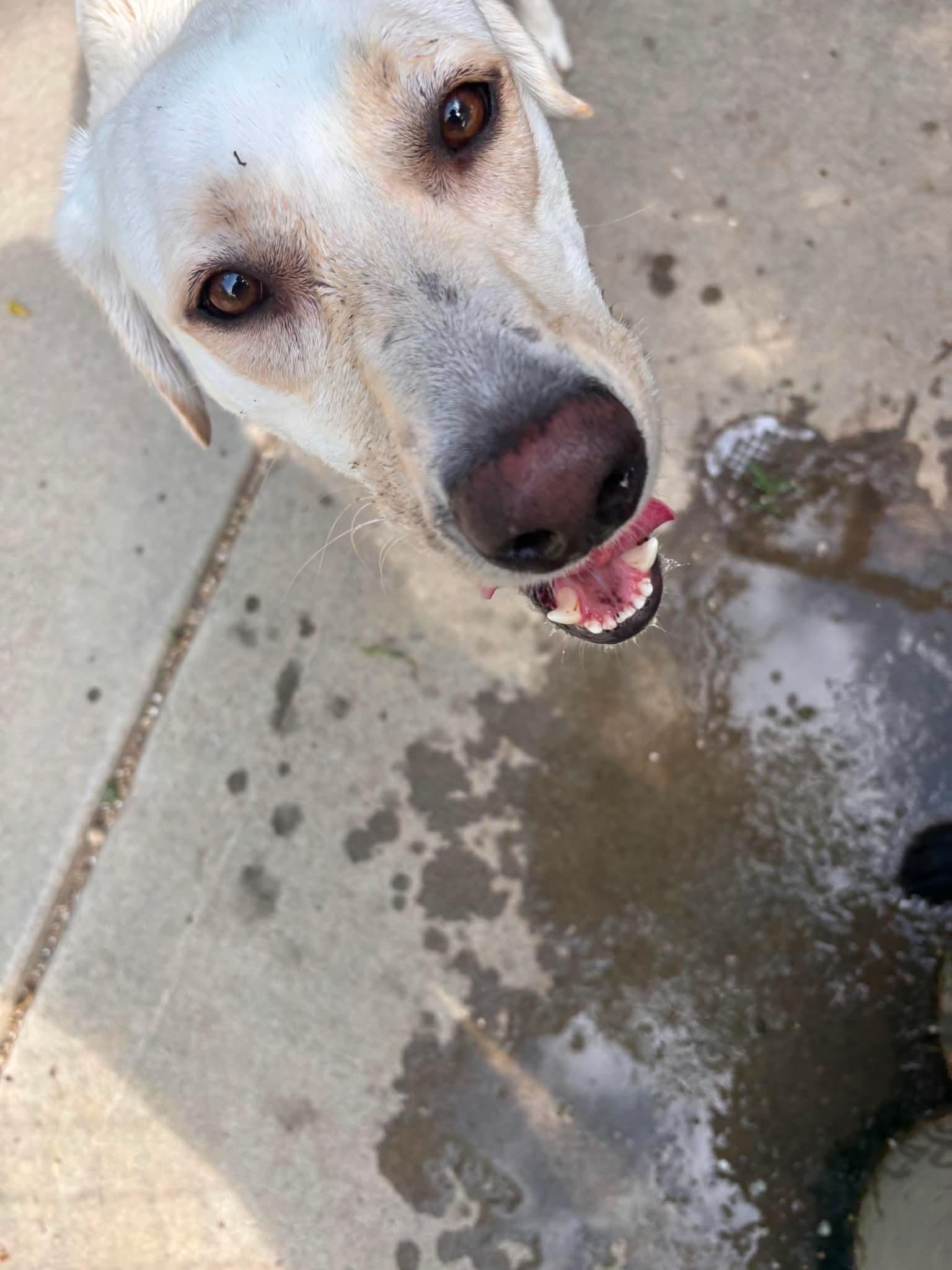 Enlarge Kumo, a Adoptable mixed breed in Bountiful, UT image 1/3