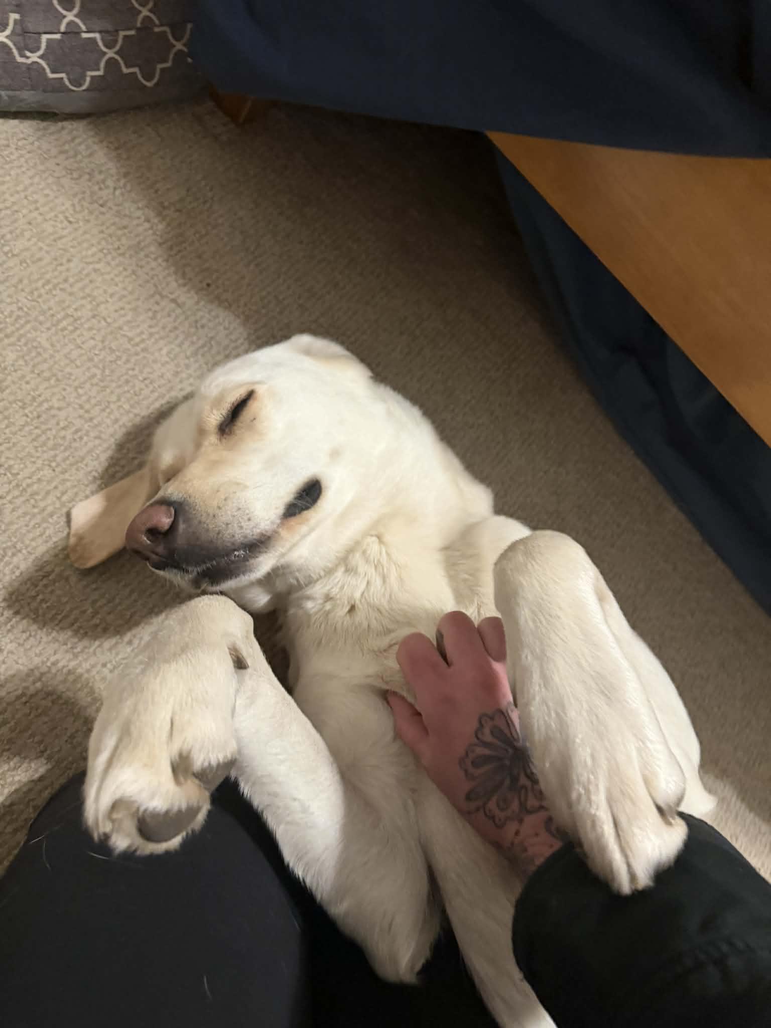 Enlarge Kumo, a Adoptable mixed breed in Bountiful, UT image 2/3