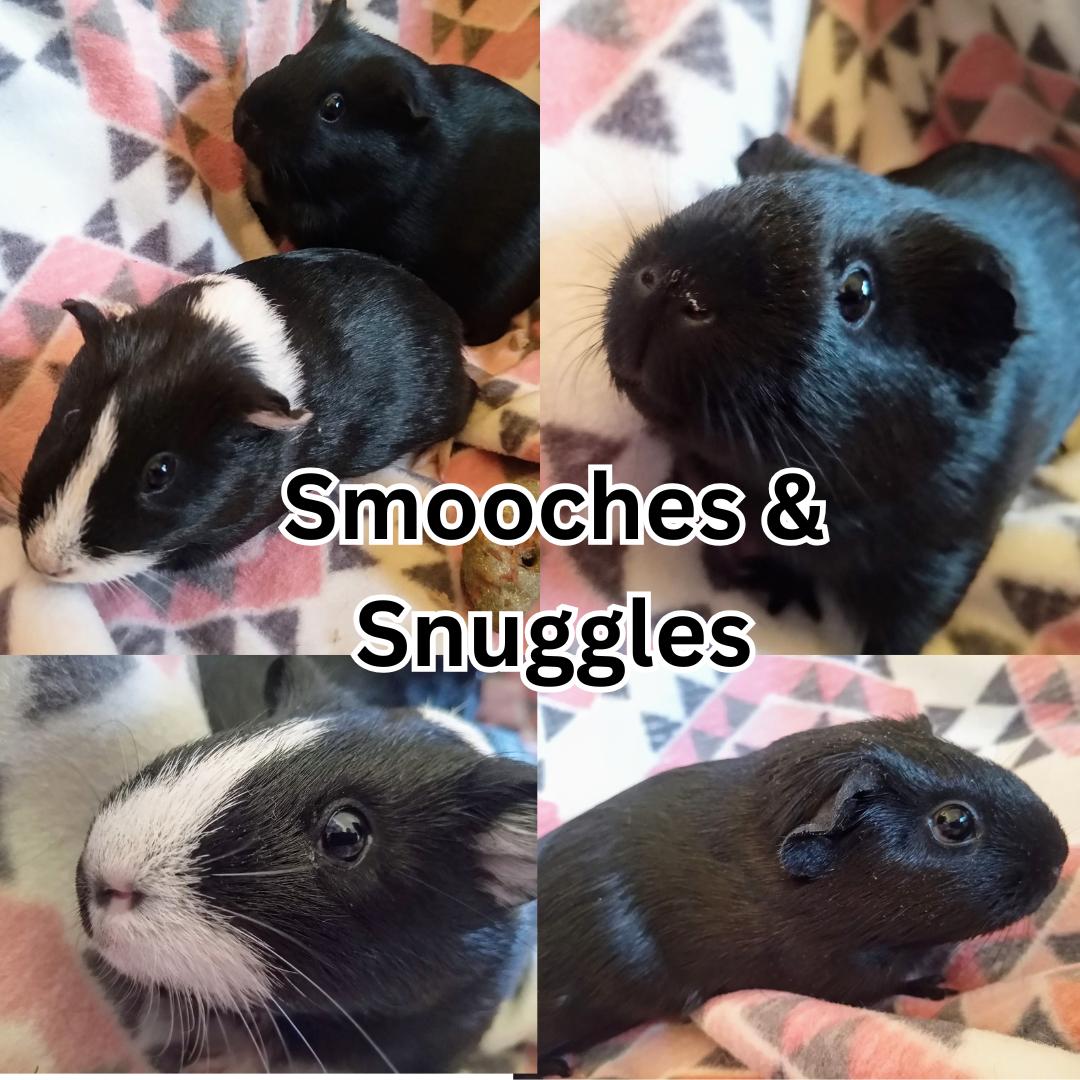 Smooches & Snuggles, Adoptable, Young Female Guinea Pig.