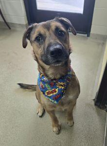 Enlarge Tank, a ADOPTABLE Shepherd in Bucyrus, OH image 1/3