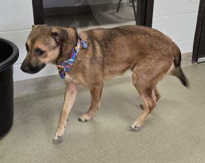 Enlarge Tank, a ADOPTABLE Shepherd in Bucyrus, OH image 2/3