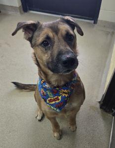 Enlarge Tank, a ADOPTABLE Shepherd in Bucyrus, OH image 3/3