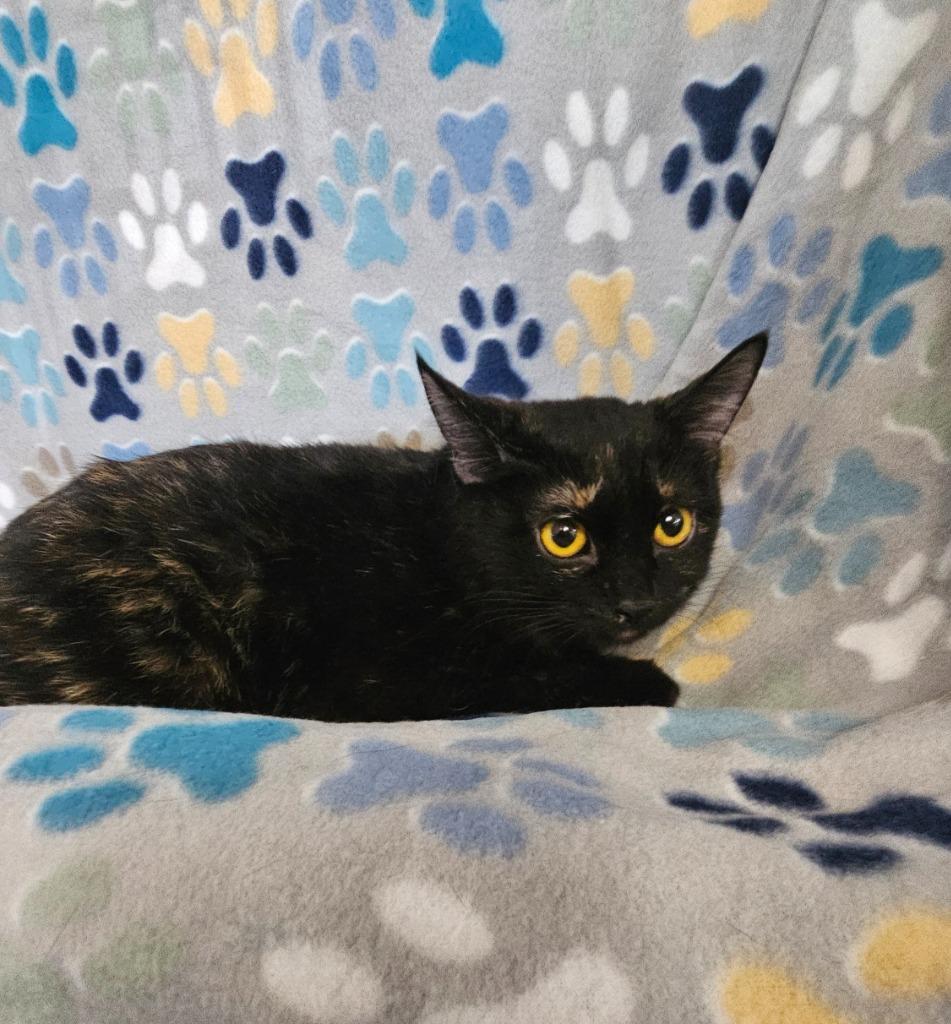 Minx, Adoptable, Kitten Female Domestic Short Hair.