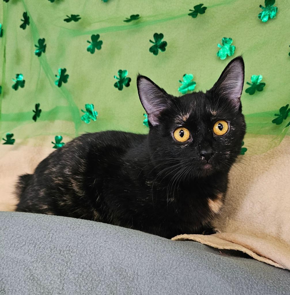 Enlarge Minx, a Adoptable mixed breed in Wabash, IN image 2/2