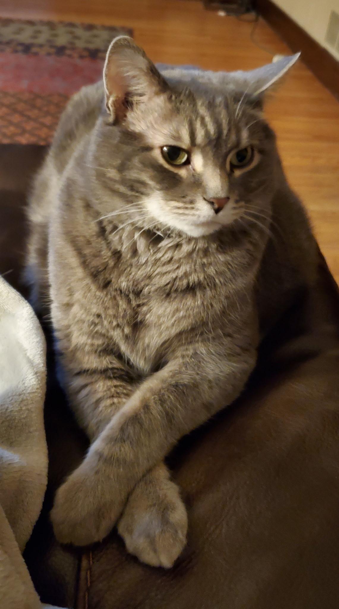 Leo, Adult Male Domestic Short Hair