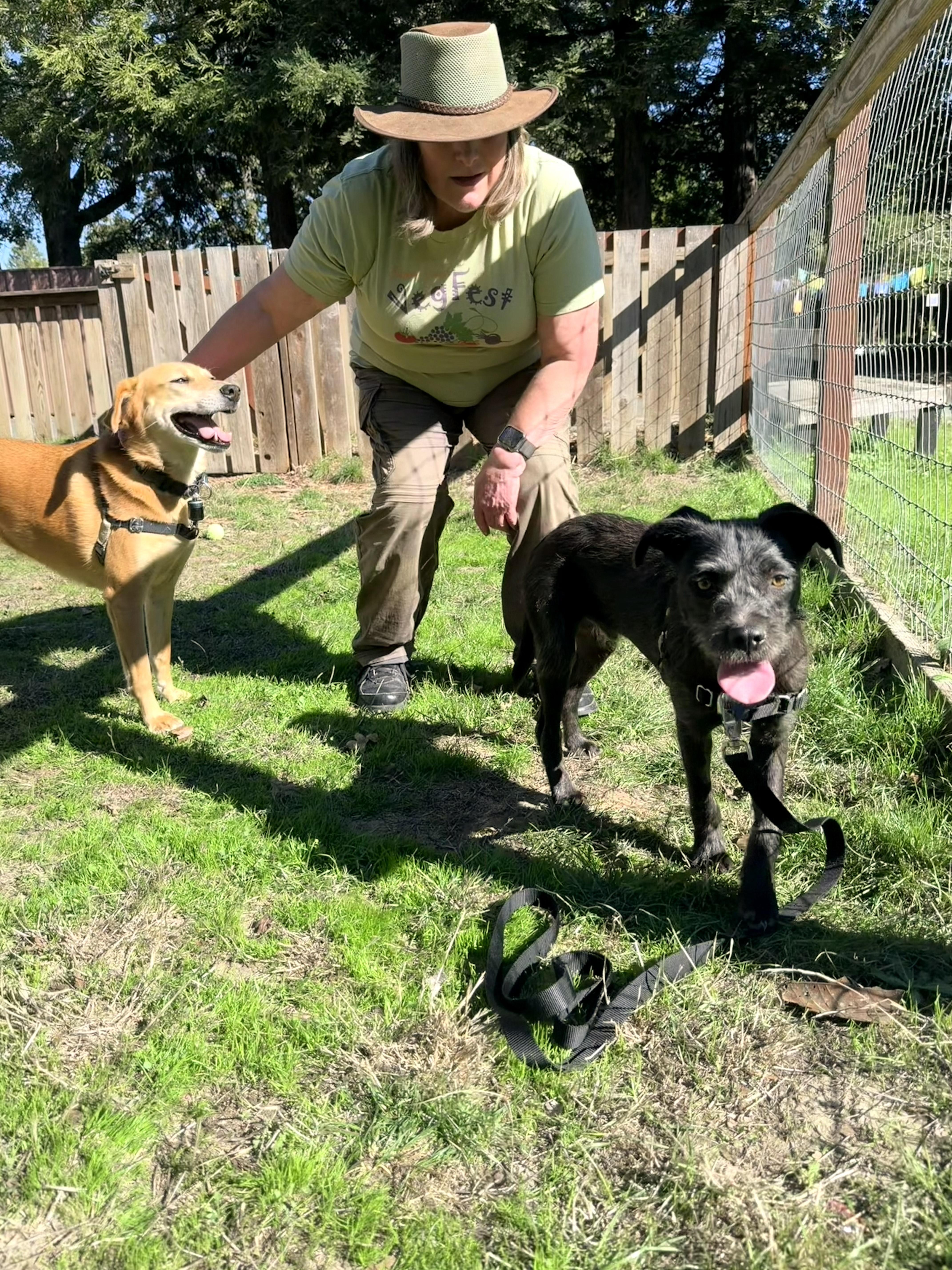 Tinky, a Adoptable mixed breed in Santa Rosa, CA image 5/5