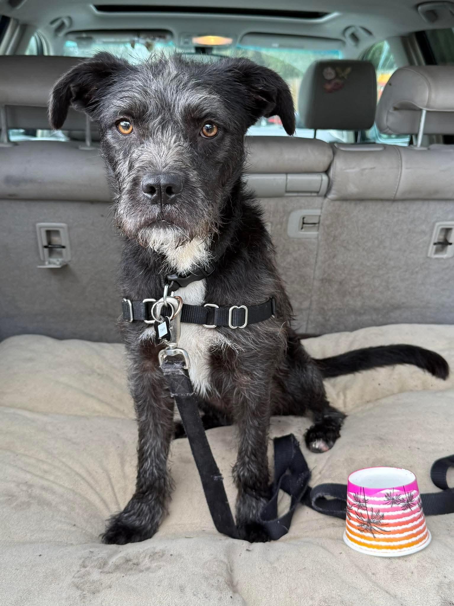 Tinky, Adoptable, Young Male Terrier.