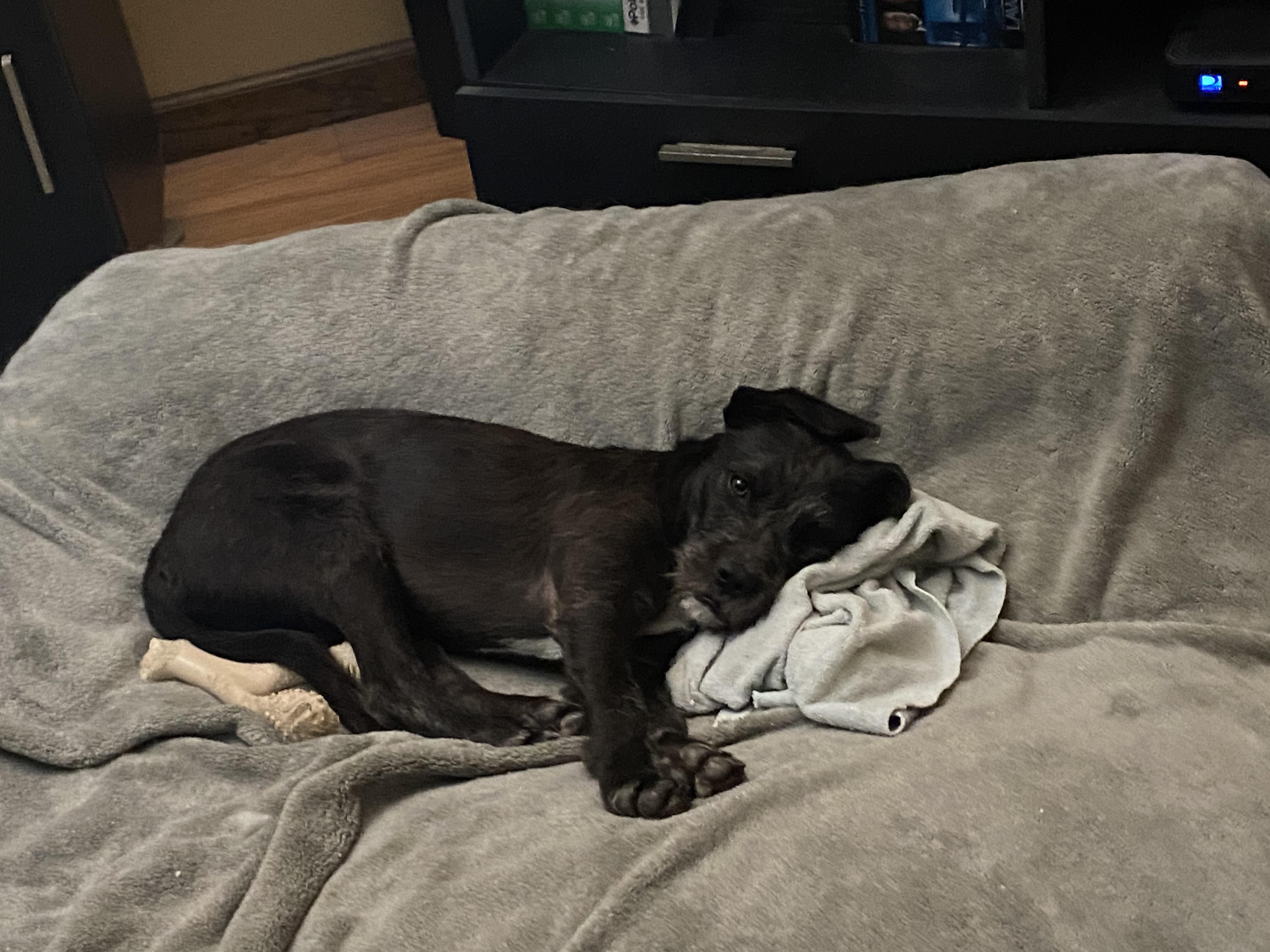 Tinky, a Adoptable mixed breed in Santa Rosa, CA image 2/5