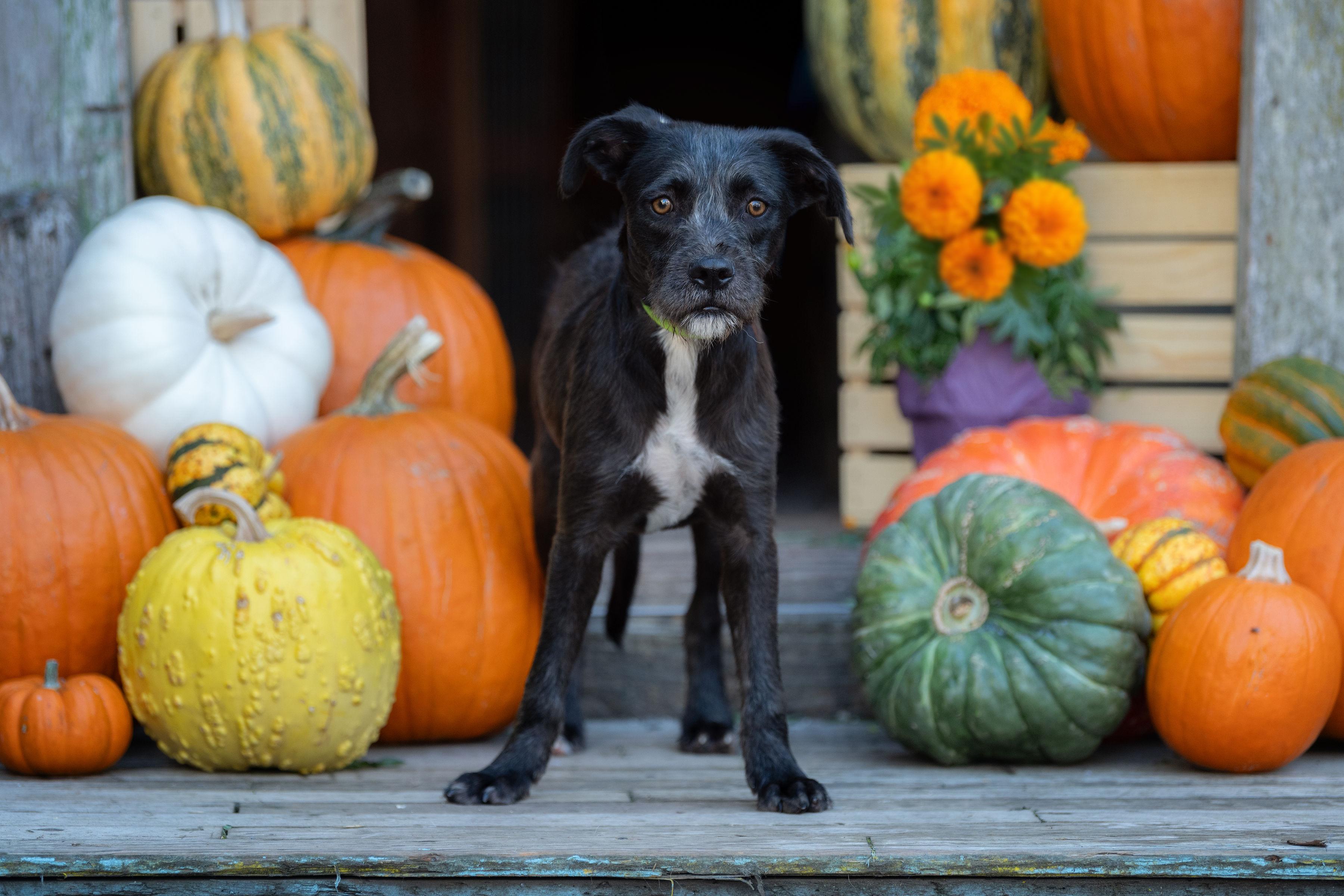 Tinky, Adoptable, Young Male Terrier.