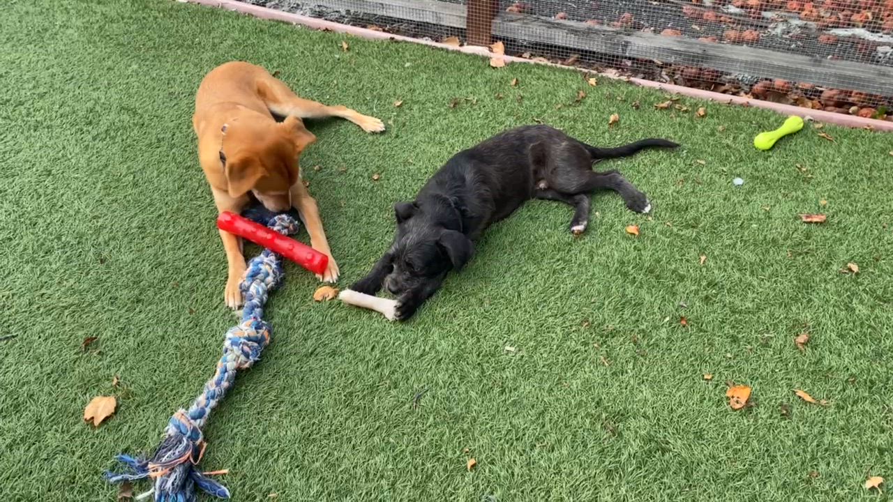 Enlarge Tinky, a Adoptable mixed breed in Santa Rosa, CA video 4/5