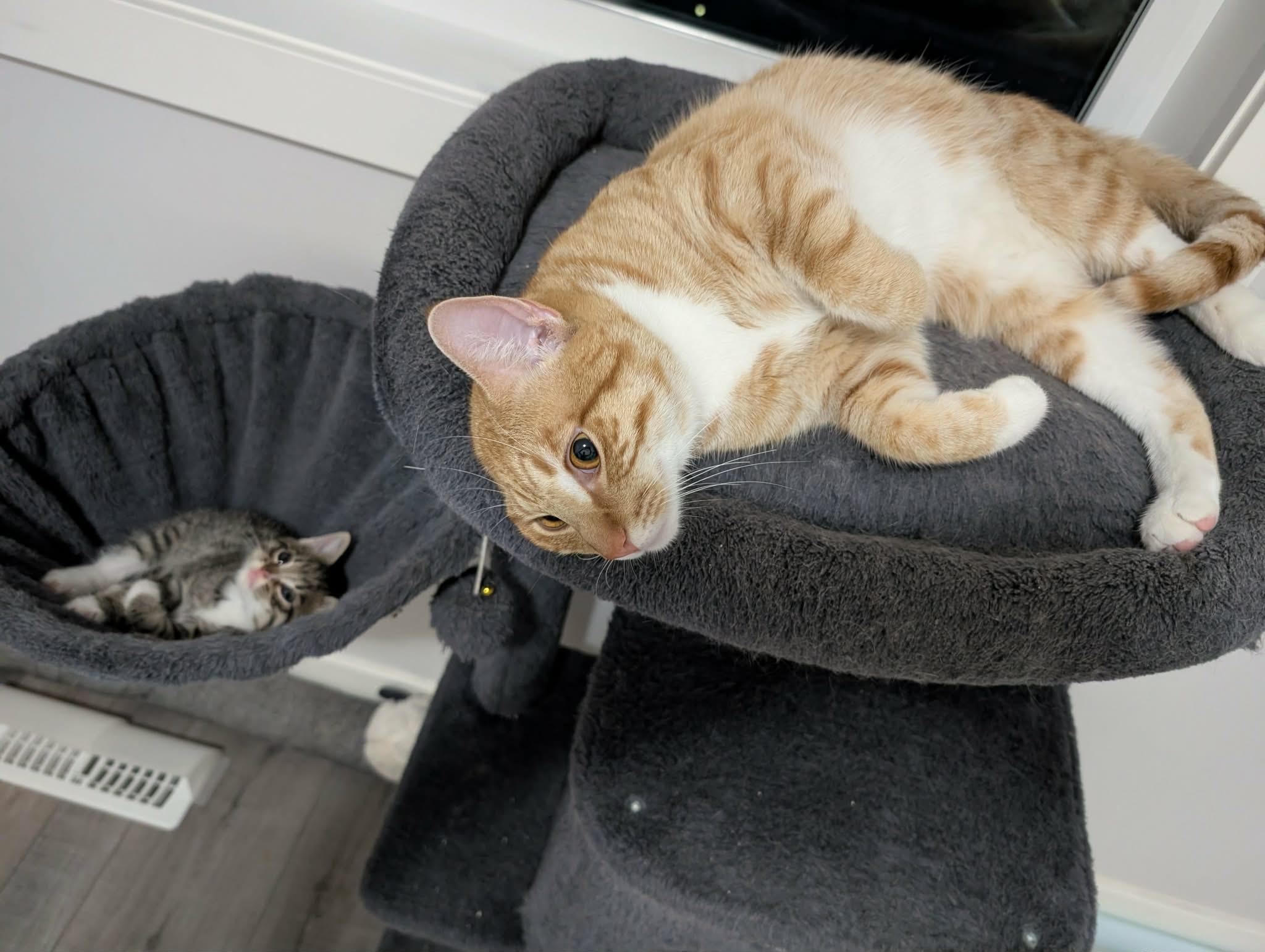 Jazz and Lyrical - Bonded Pair, ADOPTABLE, Adult Male Domestic Short Hair.