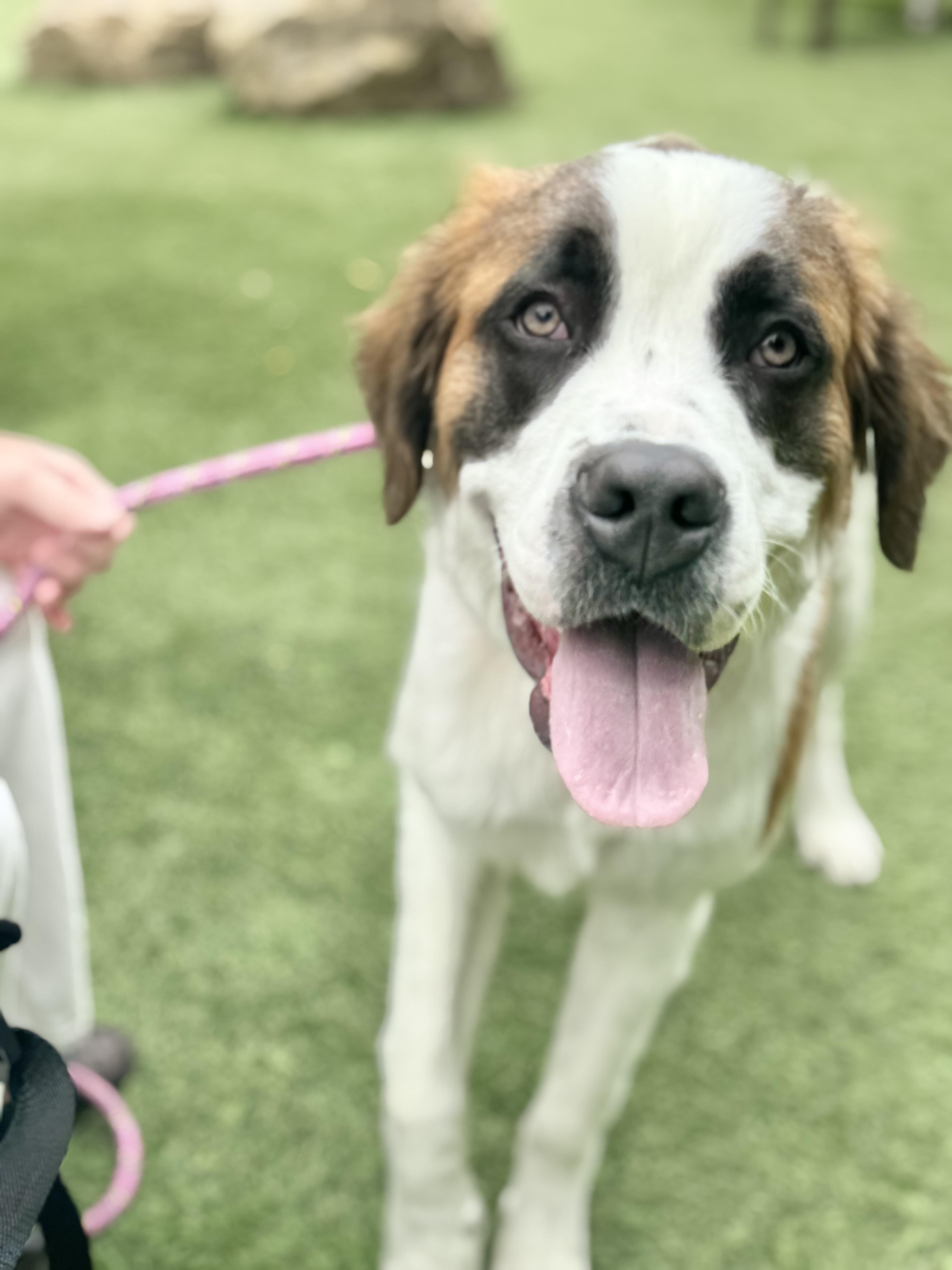 Hi Im Apricot Nice to meet you I am ADORABLE Petite for a Saint-currently around 60 lbs and I a